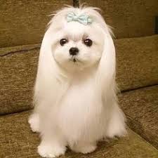 マルチーズ の画像検索結果 可愛い犬 可愛いワンちゃん マルチーズ