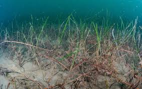 Image result for Cymodoceaceae