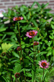echinacea purpurea 紫錐菊 purple coneflower is a north american species of flowering plant in the sunflower famil herbaceous perennials planting flowers plants