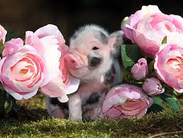 Maybe you would like to learn more about one of these? Buying A Miniature Pig Pennywell Miniature Pigs