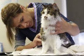 Start at the back of your cat's head and work your way to the tail. Blog How To Groom Your Long Haired Cat Meowtel