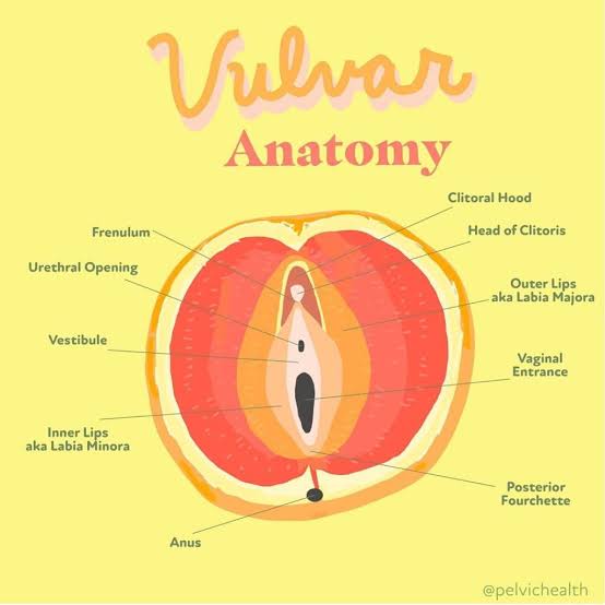 Origins of Our Private Parts: A Fascinating Etymology Lesson | PHRC