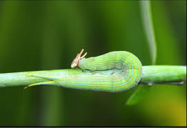 Black And White Striped Caterpillar With Orange Head The Incredible Caterpillar Form Of The Opsiphanes Cassiae Butterfly Caterpillar Owlet Patterns In Nature