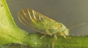 Image result for Psydrax mutimushii