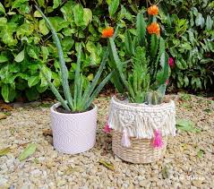 Petits Achats Chez Jardiland J Ai Craque Pour Ces 2 Petits Cactus Cotonboheme Diy Macrame Boho Boheme Boheme Deco Plante Tissage Folk Decointerieur Plants