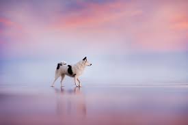 Get free quotes in minutes from reviewed, rated & trusted 50 dog photographers on airtasker. 14 Awesome Dog Photographers You Should Check Out In 2021