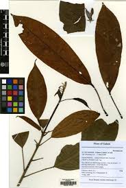 Image result for Cola clavata