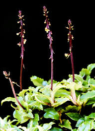 Image result for Rhipidoglossum densiflorum