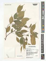 Image result for Oubanguia