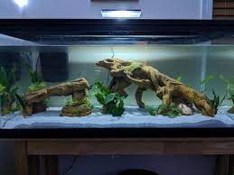 Time to start planting the bamboo bamboo is great in cold water fish tanks, which make it a perfect fit for axolotl since they require water temperature between sixty and 64° fahrenheit. Recent Aquascape Kind Of Proud Of This One Axolotls