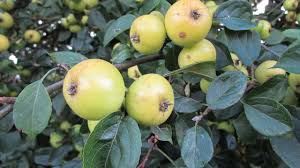 View our apple trees for sale > the age of the tree. Crab Apples Facts History Youtube