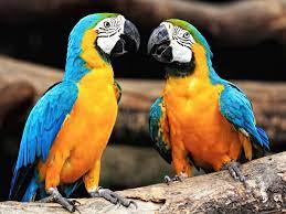 Papagei, der affe unter den vögeln, schon von den alten römerinnen seiner possierlichkeit und schönheit, wie seines sprechtalents wegen in zimmern gehalten, bildet ein. Ist Ein Papagei Das Richtige Haustier Fur Mich