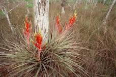 9-5-2026 Florida's Native Bromeliads
