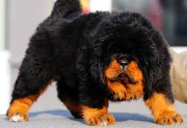 Tibetan Mastiff Puppy I Would Love One Of These But It Would Suffer In The Texas Heat Tibetan Mastiff Puppy Mastiff Puppies Mastiff Dog Breeds