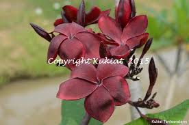 Black Magic Brad S Buds And Blooms