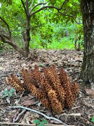 Image result for Lepidotrichilia