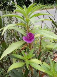 Warna bunga pacar air cukup beragam dengan warna yang cerah. Bunga Pacar Air Plants Balsam Time