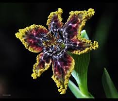 Image result for Ferraria glutinosa