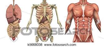 Despite their similar names, teres major has different actions and innervation from the teres minor. Anatomical Overlays Male Torso With Organs Stock Photo K5668038 Fotosearch