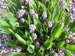 Image result for Ledebouria