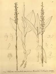 Image result for Zeuxine elongata