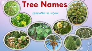 Aak crown flower (aak / akaav). Flowers Names In Tamil English With Images à®ª à®• à®•à®³ à®© à®ª à®¯à®° à®•à®³ Learn Flowers Name For Kids Youtube