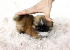Black And White Pekingese Puppies For Sale Boutique Teacup Puppies Store Pekingese Puppies Pekingese Tiny Puppies