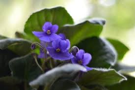 Feb 07, 2021 · uswildflowers database state list for michigan. Growing African Violets Tips On How To Take Care Of African Violets