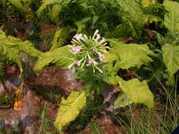 Image result for Nicotiana tabacum