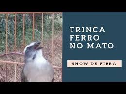 Canto De Trinca Ferro No Mato Pin Em Trinca