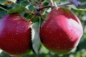 New England Apples Home New England Apples