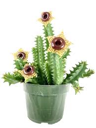 Image result for Huernia zebrina