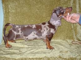 Chocolate Dapple Miniature Dachshund Dog Maidstone Kent Pets4homes Dachshund Puppies Miniature Dachshund Dachshund Dog
