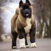 Your dog could be leaving his scent in your sheets for several reasons. 3
