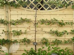 Espalier Fruit Trees Fruit Trees For Sale Buy Online Fruit Trees For Sale Fruit Trees Espalier Fruit Trees