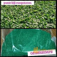 Bibit rumput gajah mini, selamat pagi bagi pecinta tanaman hias atau anda yang suka membuat taman di sekitar rumah anda.agro sejahtera merupakan supplier bibit, pohon dan tanaman hias yang terpercaya dan memiliki kualitas terbaik. Benih Biji Rumput Gajah Mini Bibit Rumput Bermuda Biji Rumput Vetiver Kupang Jualo