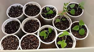 Shop our certified dutch bulbs today! How To Grow Blueberry From Seeds Blueberry Seedlings Update Youtube