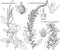 Image result for Amaranthaceae