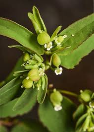Image result for Euphorbia hyssopifolia