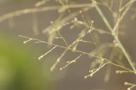 Image result for Sporobolus tenuissimus