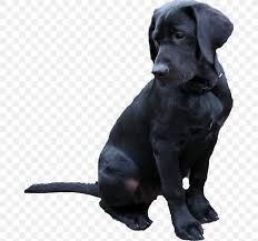 Labrador Retriever Flat Coated Retriever Puppy Nova Scotia Duck Tolling Retriever Golden Retriever Png 665x768px Labrador