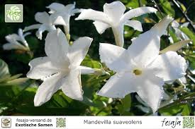 Image result for dipladenie suaveolens obrázek
