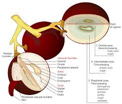 This genus can be confusing to identify to species. Grape Wikipedia