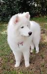 Siberian Husky Puppies For Sale | Greenfield Puppies