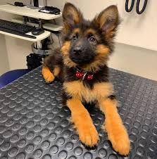 German shepherds can get along with cats, but it all depends on the individual dog and cat. Adorable Gsd Puppy At The Vet Eyebleach