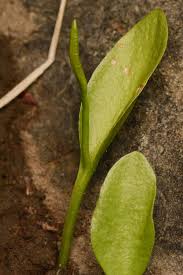 Image result for Ophioglossum gomezianum
