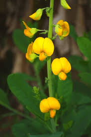 Image result for Crotalaria schliebenii