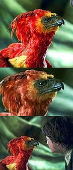 The order of the phoenix protects opponents of voldemort, and provides security, intelligence and surveillance on vulnerable areas of the wizarding community. Fake This Is Not A Real Bird The Phoenix Is Mythical This Is From The Harry Potter Story From The Story Line In Part Harry Defeated The Basilisk Malen