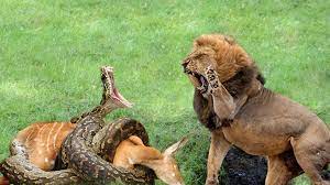 Tiger fight to the death wild animals fight | lion snake eagle crocodile craziest animal f. Lion Vs Python Real Fight Lion Attacked Pythons To Save The Dying Impala Video Dailymotion