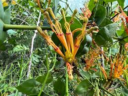 Image result for Oncella curviramea